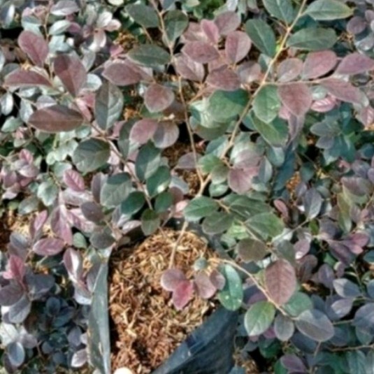 TERMURAH tanaman hias Bidara merah/bibit Bidara merah