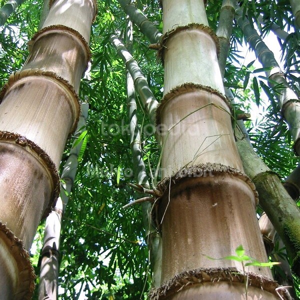 TERMURAH Bibit tanaman pohon bambu petung - bambu jumbo giant siap tanam