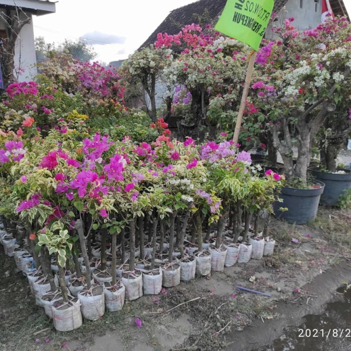 STOK TERBATAS tanaman bibit bunga bougenville 3 warna batang besar