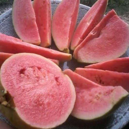 DISKON Bibit Pohon Jambu Biji Mega Merah / Tanaman Buah Jambu Cangkok