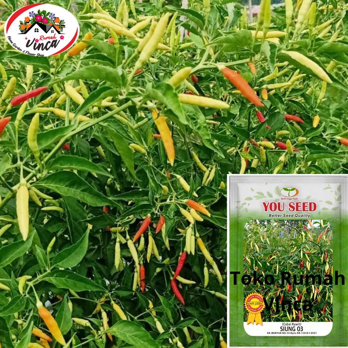 BERMUTU Benih Bibit Tanaman Cabe Rawit Putih Setan tipe Patalan SIUNG 03 dari cap You Seed isi 10
