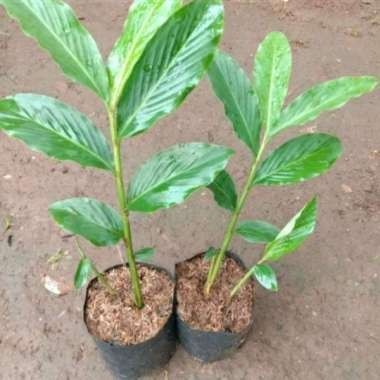 TERUJI bibit tanaman kecombrang segar