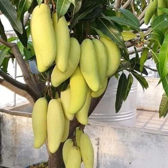 EKSLUSIF bibit tanaman mangga golek india pohon mangga golek