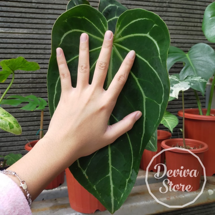 Tanaman Hias Ku Gajah Batang Kotak Daun Jumbo Anthurium Magnificum