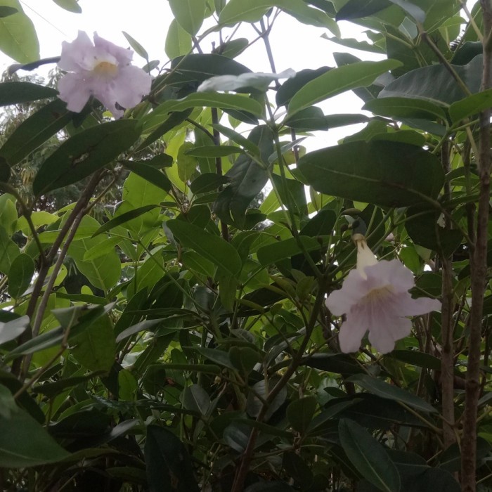 pohon bunga tabebuya sakura pink 2 meter /tanaman hias tabibuya