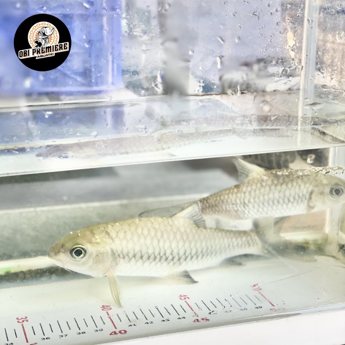 Phoenix barb 15-18 cm grosiran jumbo