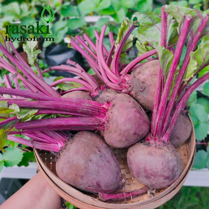 

HJK buah bit / beetroot organik freshpack 1kg