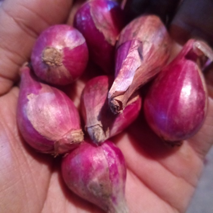 

HJK PROMO PALING MURAH BAWANG MERAH 1 Kg