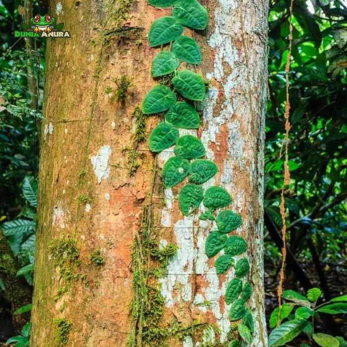 Sale Terbatas Tanaman Vivarium Piper Clypeatum Aman