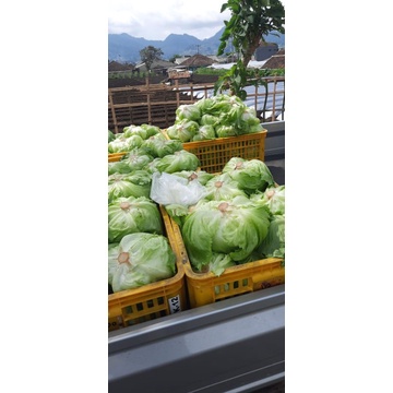 

Lettuce Head 1kg