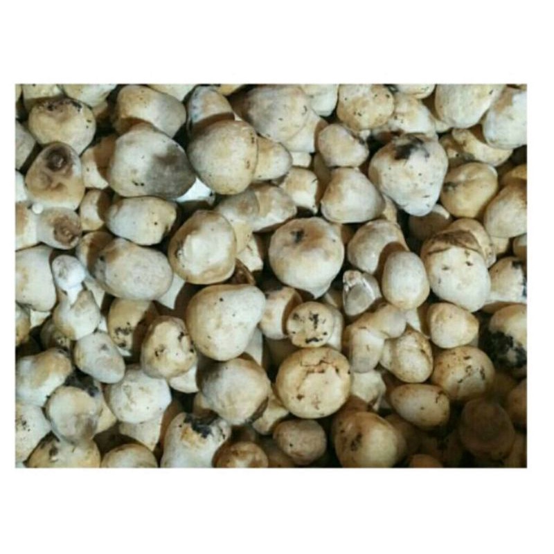

Jamur Merang 1 kg