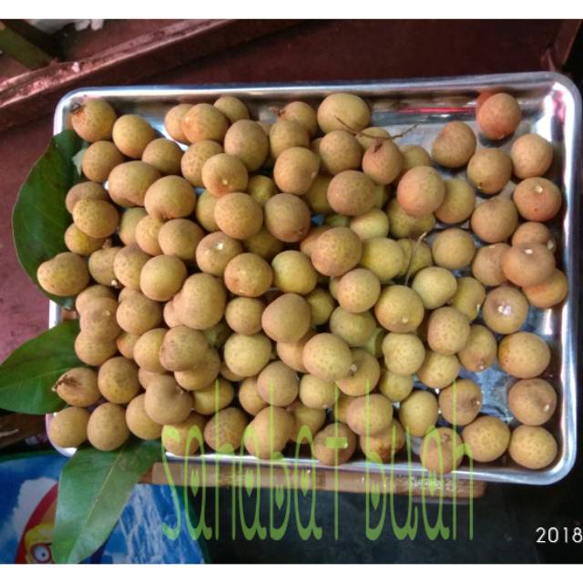 

BUAH LENGKENG BANKOK JUMBO TANPA RANTING 500GRAM