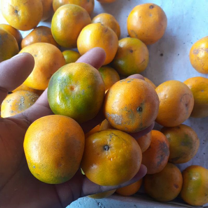 

JERUK MEDAN BERASTAGI 1KG MANIS DAN FRESH