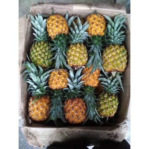 

BUAH NANAS MADU MANIS SIAP SAJI 1 PAK ISI 3 BUAH