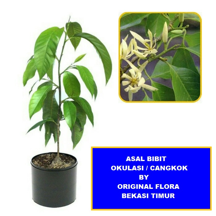 New Bibit Cempaka Bibit Bunga Cempaka Bibit Kantil Bunga Kantil Putih Ready