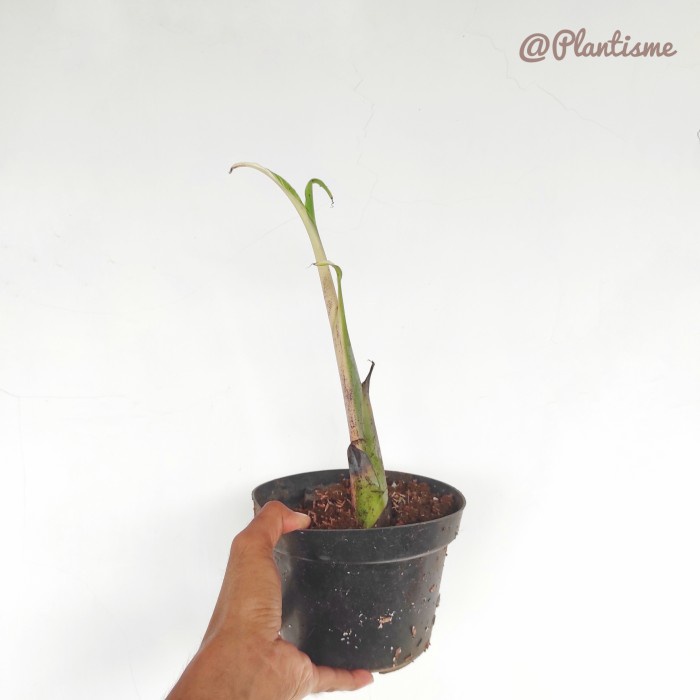 Ae Ae Musa Florida Paradisiaca Variegated Pohon Pisang Varigata Baby