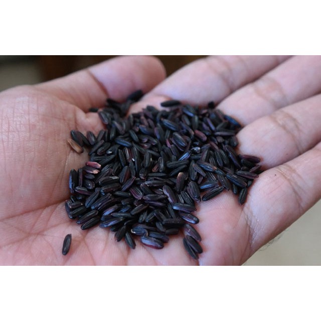 

AQS Jual Beras Hitam Lentera Organik Berkualitas Premium Alam Indonesia Promo Harga Termurah 2024