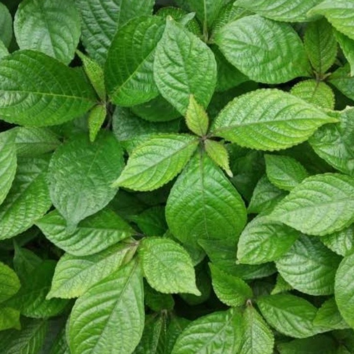 

AQS Daun Keji Beling Kering 500 gram Daun Pecah Beling Herbal Batu Ginjal