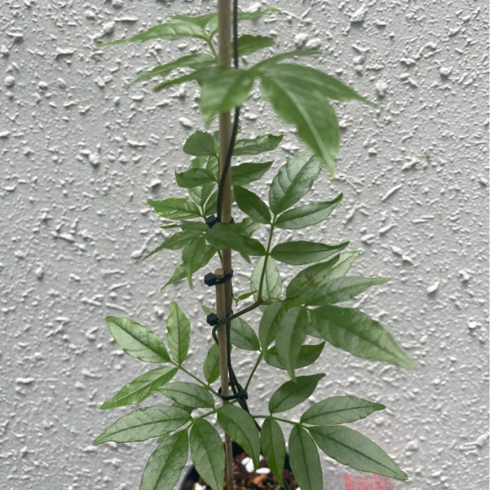 Promo Terbatas Tanaman Tecomanthe Dendrophila (New Guinea Trumpet Vine) Aman