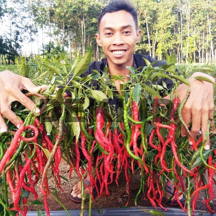 Promo Terbatas Benih Cmk Lolay 10 Gram Bibit Cabai Merah Keriting Unggul Aman