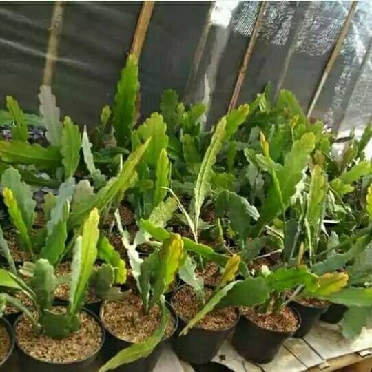 Promo Terbatas Tanaman Hias Wijaya Kusuma Ackermanii Aman