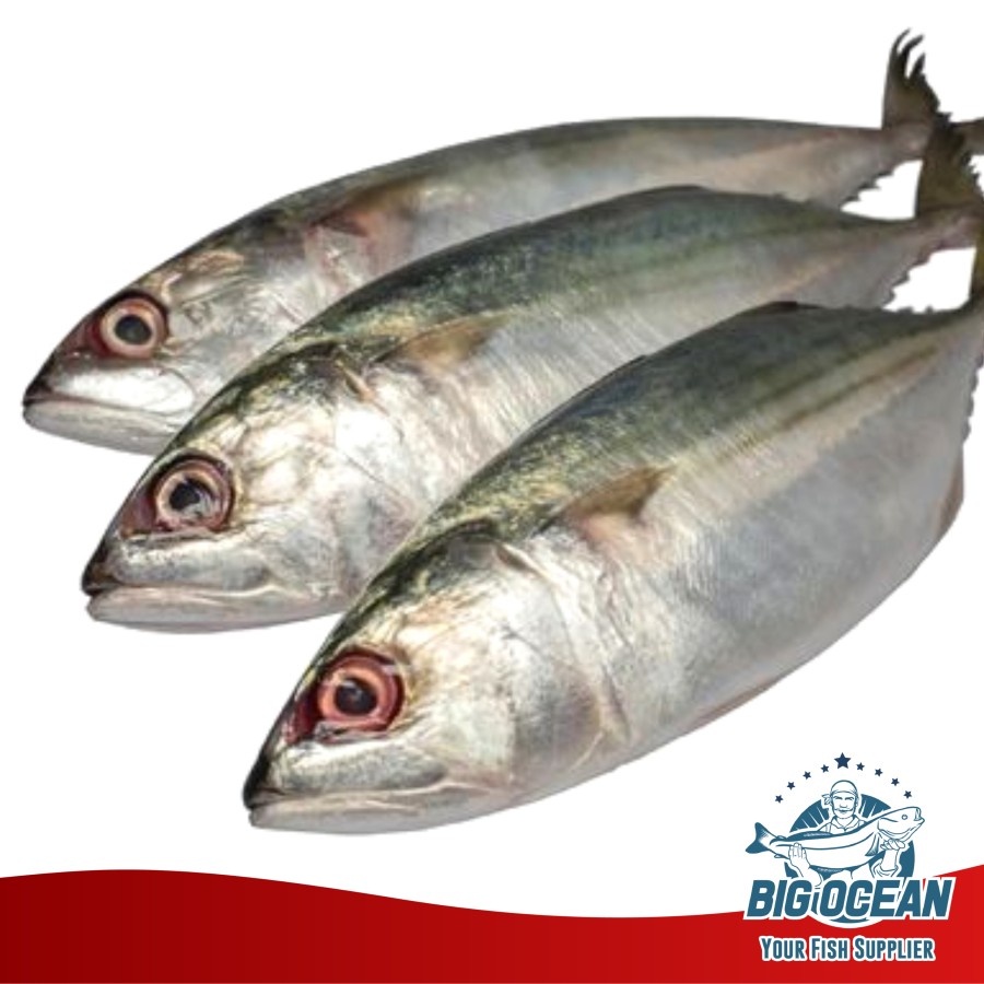

Ikan Kembung Banjar @1kg