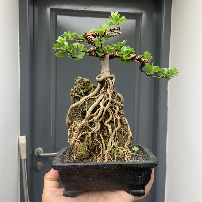 Jemari Bonsai Sancang On The Rock