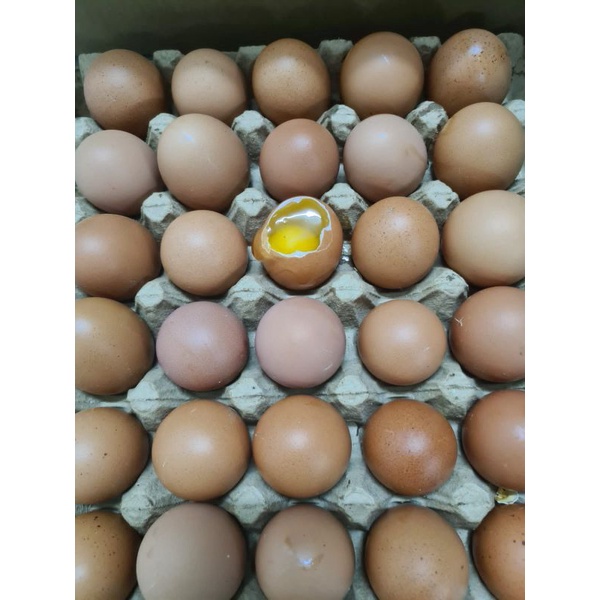 

Telur Ayam Negeri 1 kg Fresh Amiirah Telur ( Isi 15-17 Butir )