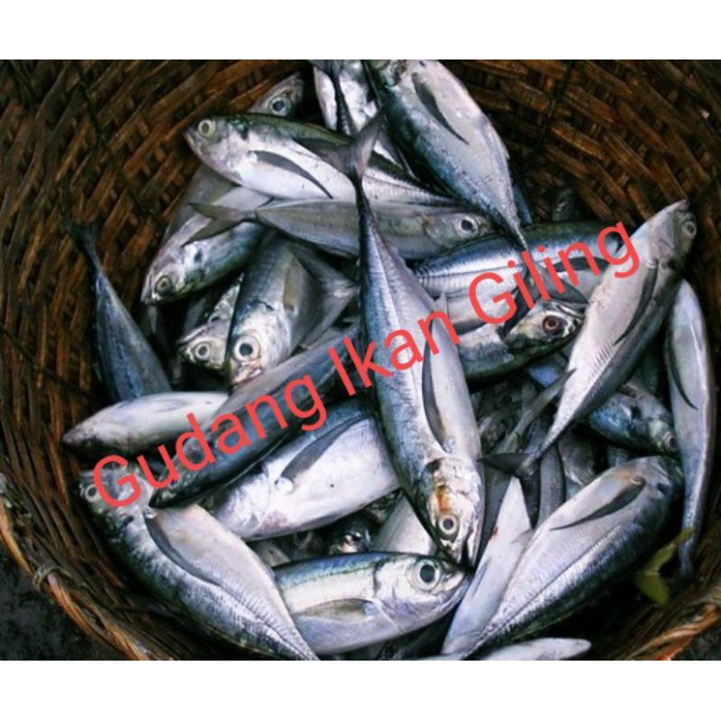 

Kulit Ikan Tenggiri Giling.1Kg