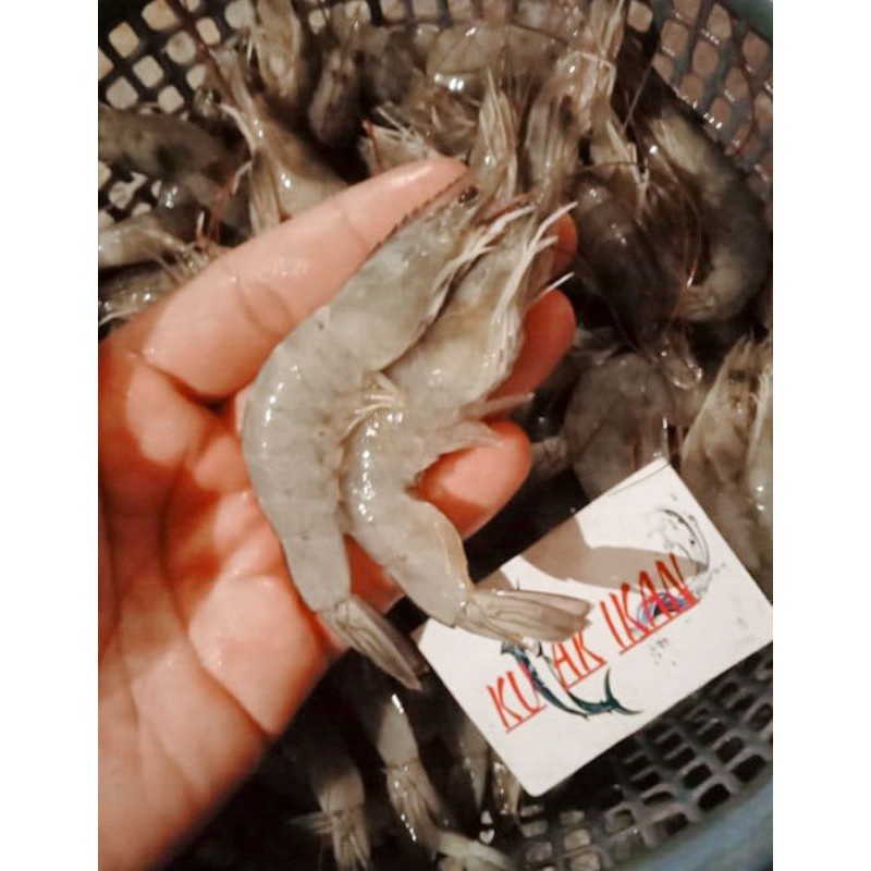 

UDANG FANAME SEGAR Size 40-50