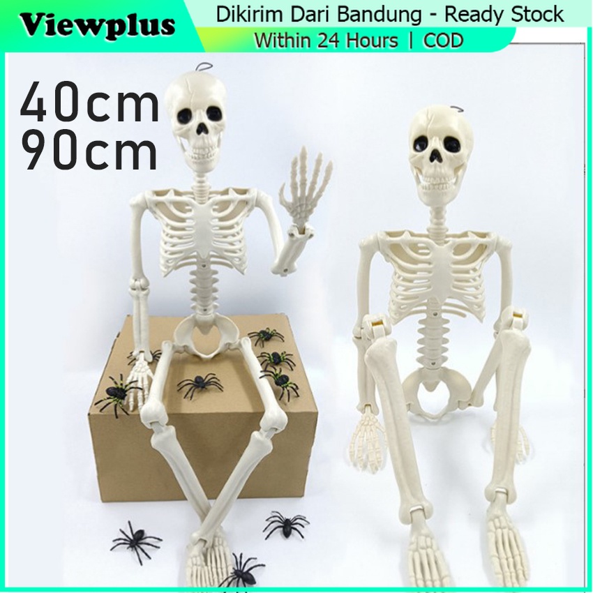 

Model Kerangka Manusia Dewasa - Alat Peraga Pendidikan Ukuran Tinggi 90/40cm