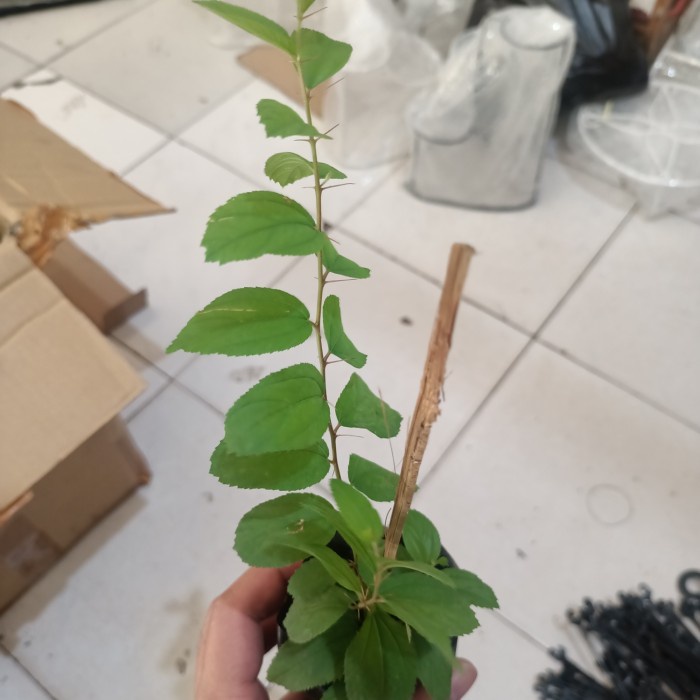 JTTOP" TANAMAN POHON BIDARA ARAB ASLI , ORIGINAL, FOTO ASLI, MURAH