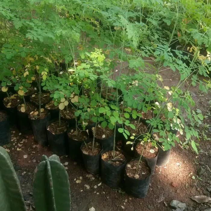 Terlaris Tanaman Hias Pohon Kelor - Kelor Afrika