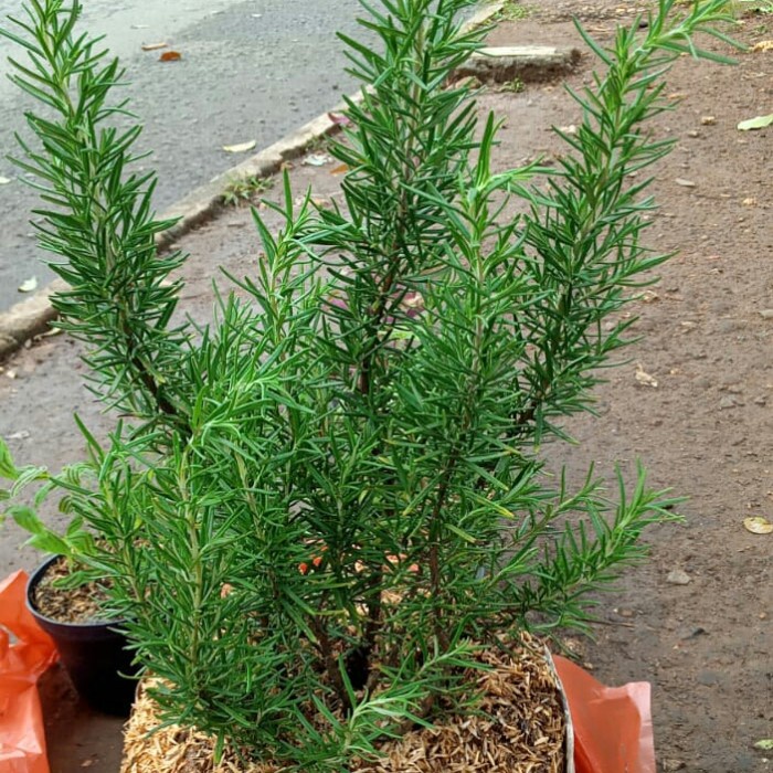 Terlaris Tanaman Herbal Rosemary Polybag Besar