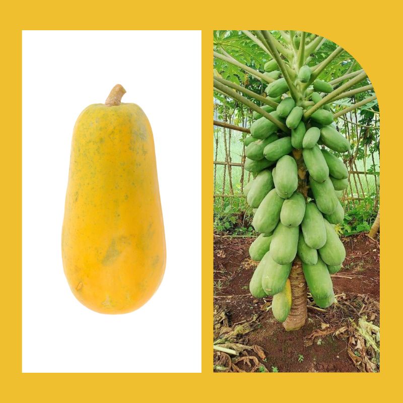 Baru Pepaya California - Bibit Pepaya Unggul - Agro Tunas