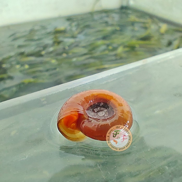 (BestSeller) Keong Ramshorn Aquascape Dewasa, Red Ramshorn Snail, Keong pembersih aquarium/ algae