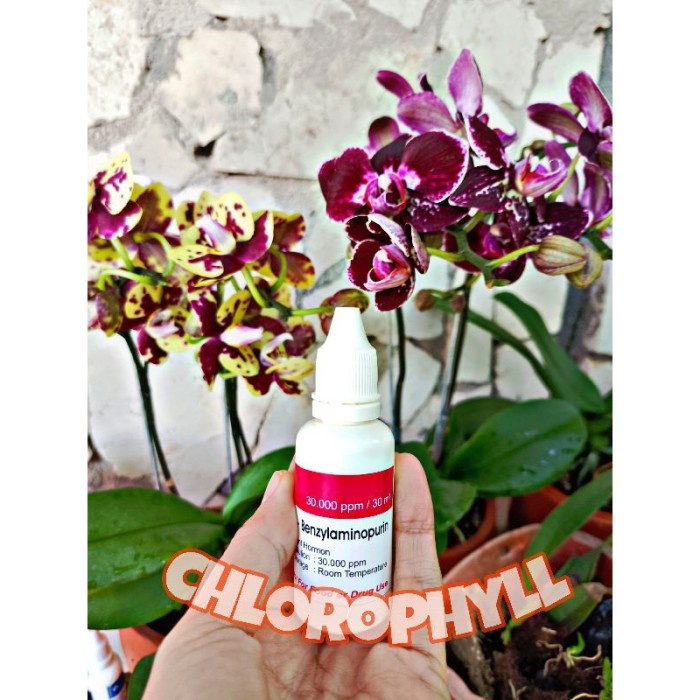 [BestSeller] HORMON ANGGREK 6 BAP MERAH HORMON 6 BAP BIRU HORMOH 6 BAP HIJAU 6-BAP BENZYL AMINO