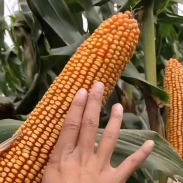 kemasan original (1000gram) 1kg biji benih tanaman jagung jepang raksasa impor