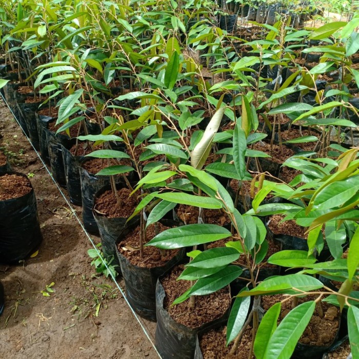 Bibit Durian Bawor asli Okulasi kaki 3