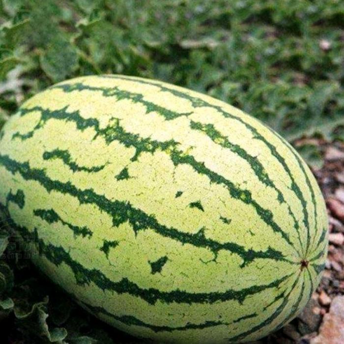 KEMASAN ORIGINAL BIJI BENIH SEMANGKA LONJONG NON BIJI IMPOR F1