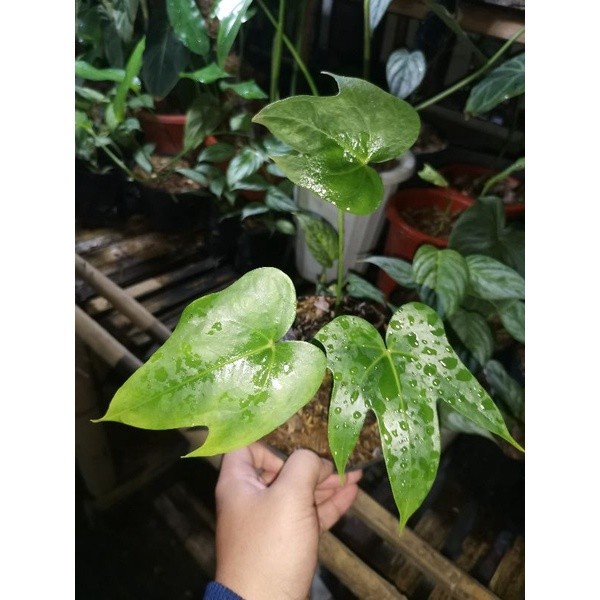 Anthurium Macrolobium / Anturium macrobium makrobium kelelawar