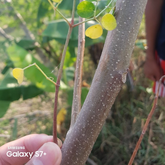 (BestSeller) Stek 5 batang pohon kelor merah tanaman herbal