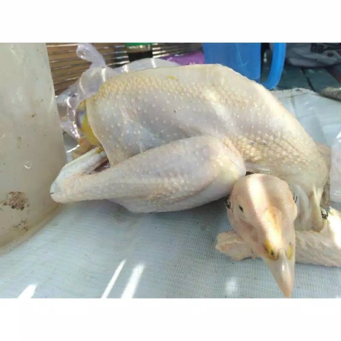 

(BestSeller) AYAM KAMPUNG MEDIUM 650-725 gr