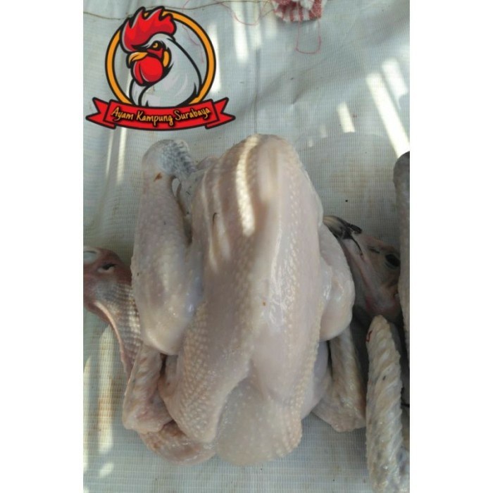 

(BestSeller) AYAM KAMPUNG SMALL 500-600 gr