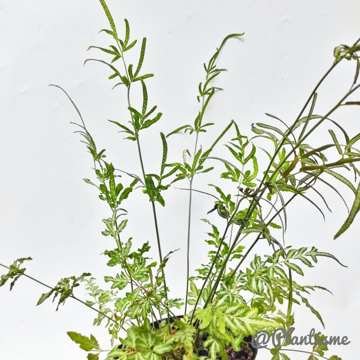 GoGreen Star Tanaman Hias - Pteris Cretica Fern