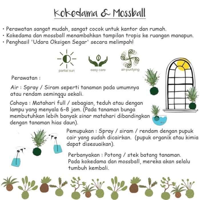 GoGreen Star Kokedama Tanaman Hias Mossball Varigata Anggrek Bulan Mini Var Phalaenopsis Orchid -