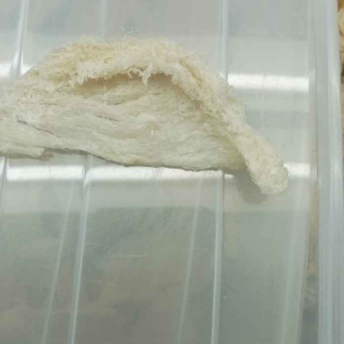 

walet patahan ori tanpa pengawet