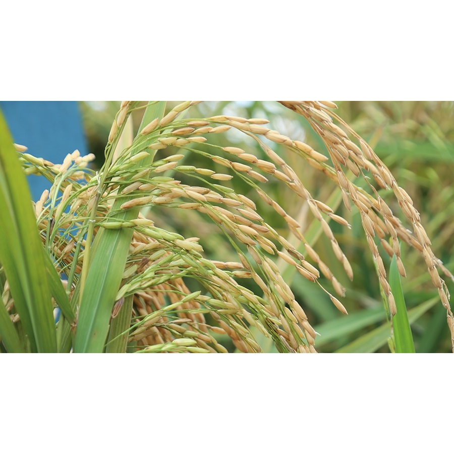 BENIH PADI INPARI 50 MAREM KEMASAN 5 KG {{ Ready Kak }}