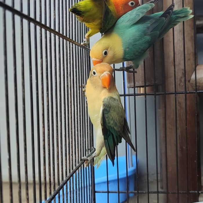 Lovebird Biola Parblue , Biola Green , Biola Euwing , Biola Blue