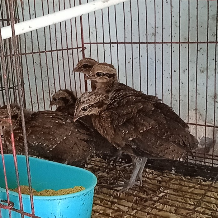 Ayam Hutan Merah Anakan buat avviary